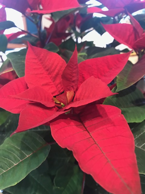 Poinsettias