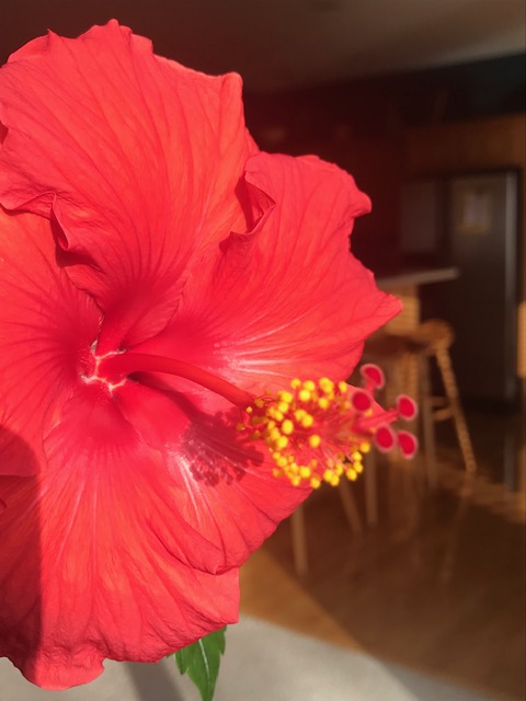 Plants Surviving with Benign&nbsp;Neglect