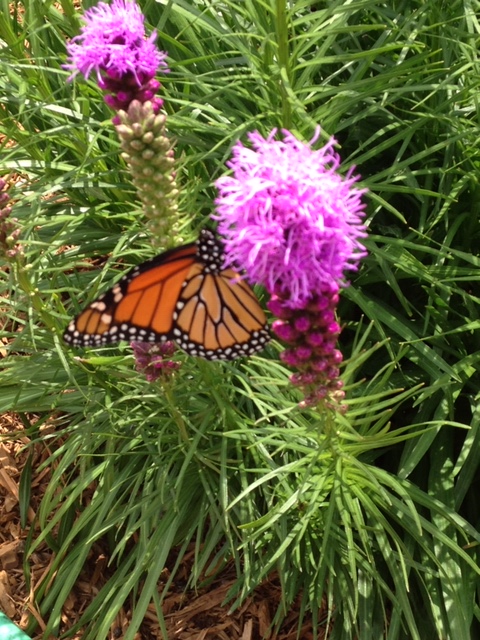 Monarch Sightings: A Joyful Call to&nbsp;Action!