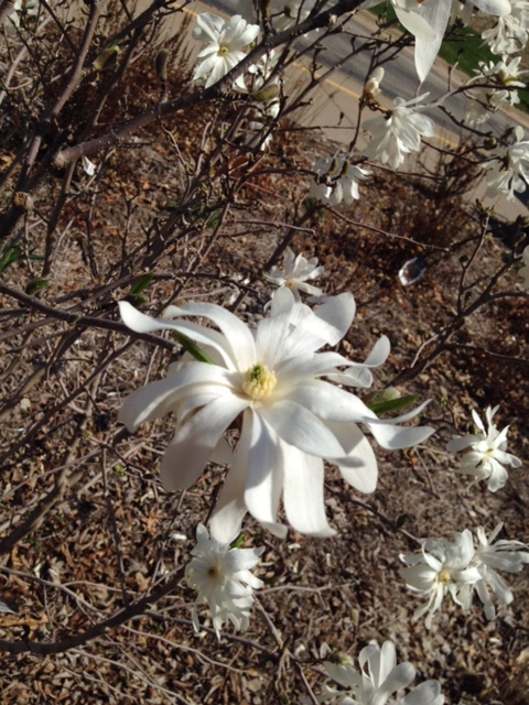 FOTD: Magnolia Blooms and Buds, December 13,&nbsp;2018