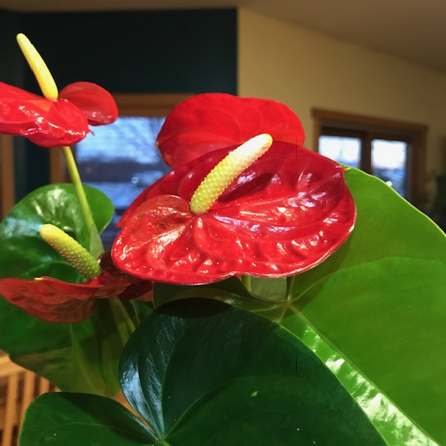 Red: A Vibrant Color for Live Home Decor