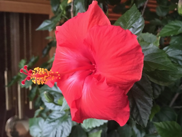 Silent Sunday: A Series of Hibiscus Bloom Blessings In&nbsp;December