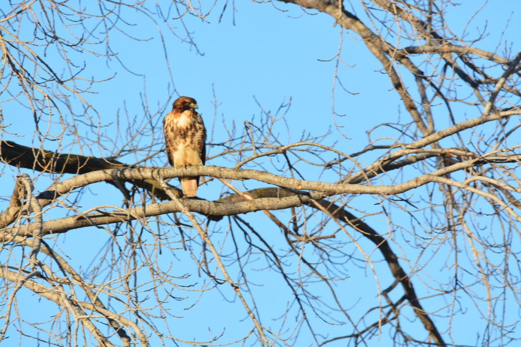 Learning New Things About&nbsp;Birds