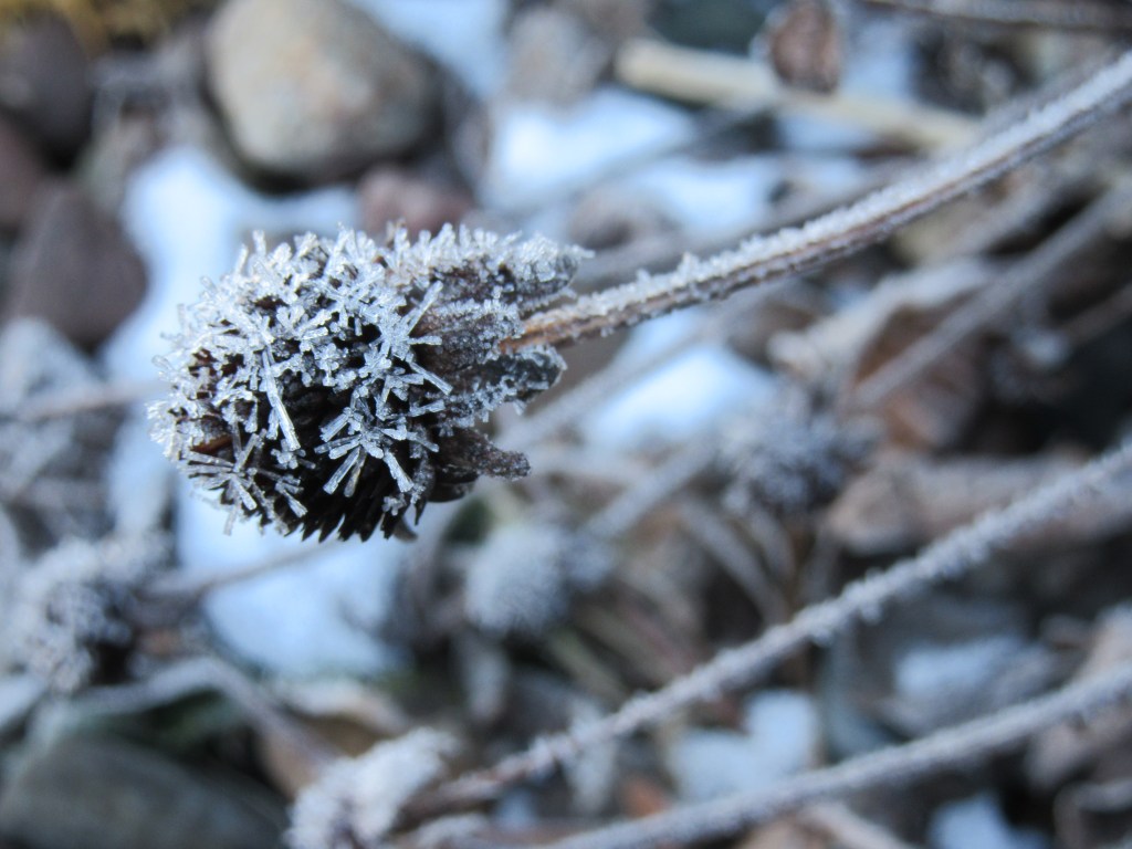 A Yard Walk About: Cones, Stones, and&nbsp;Sticks