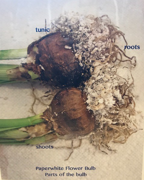 Paperwhite bulb parts