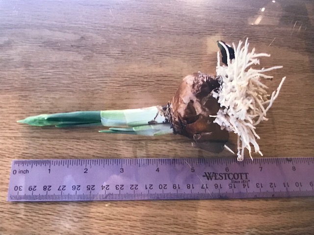 An Enrichment Post: Forcing Paperwhite&nbsp;Bulbs