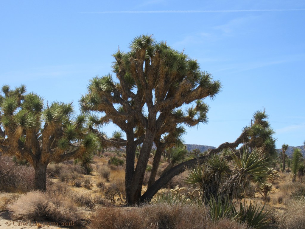 National Park Visitor Behavior