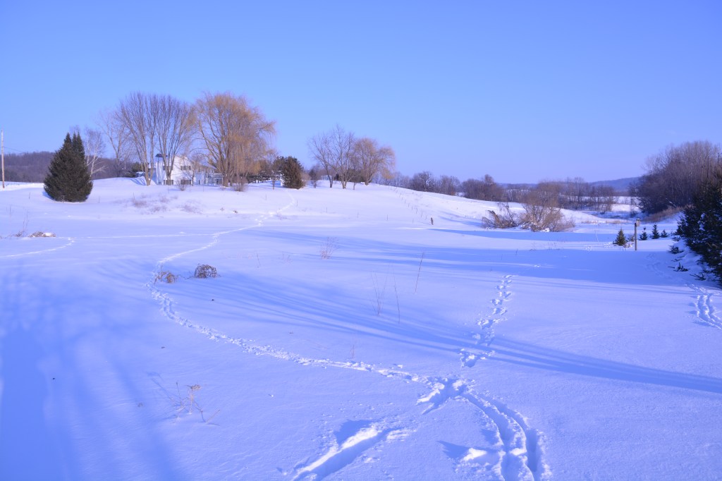 Frozen Lessons with a Color Poem:&nbsp;White