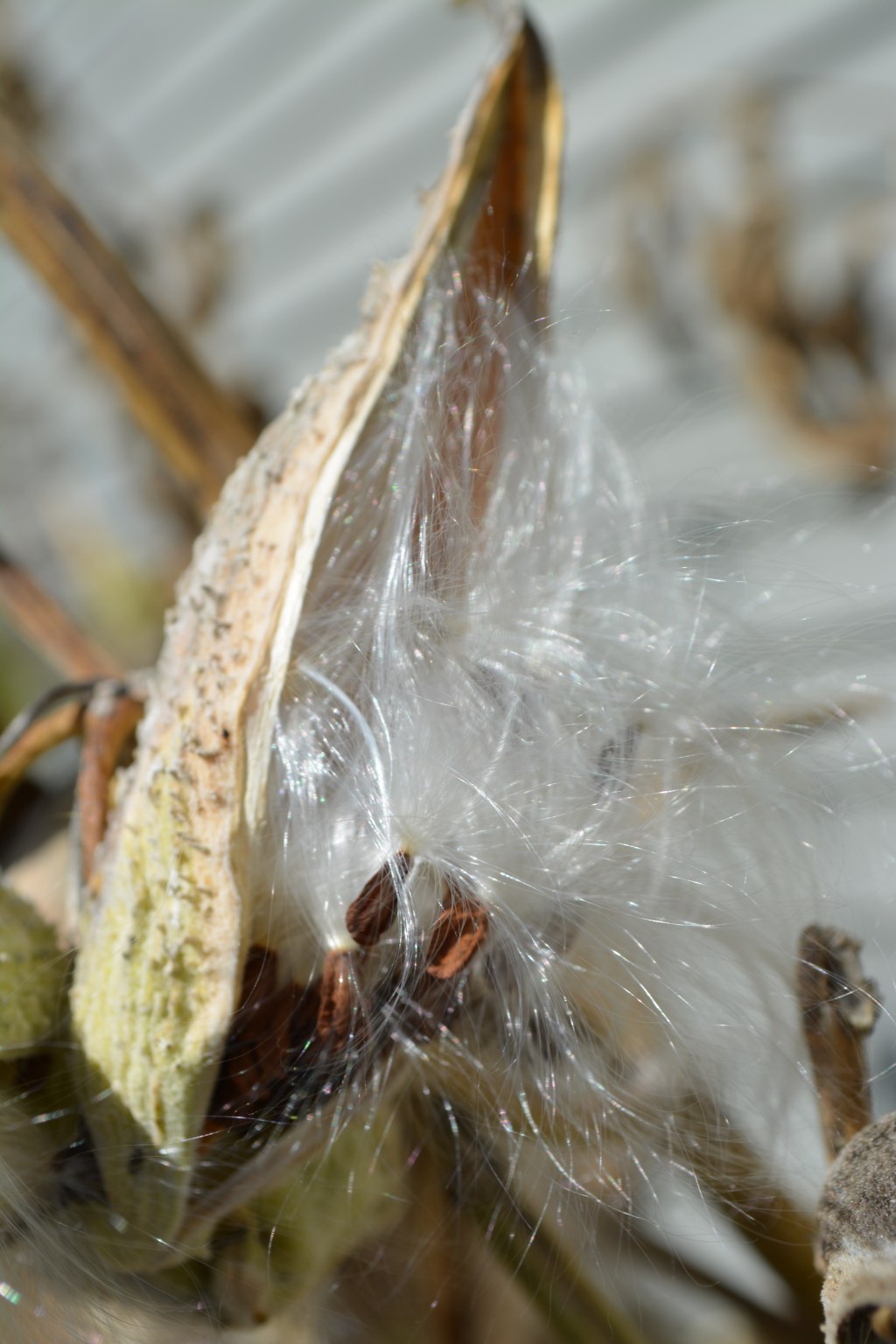 Milkweed Mission