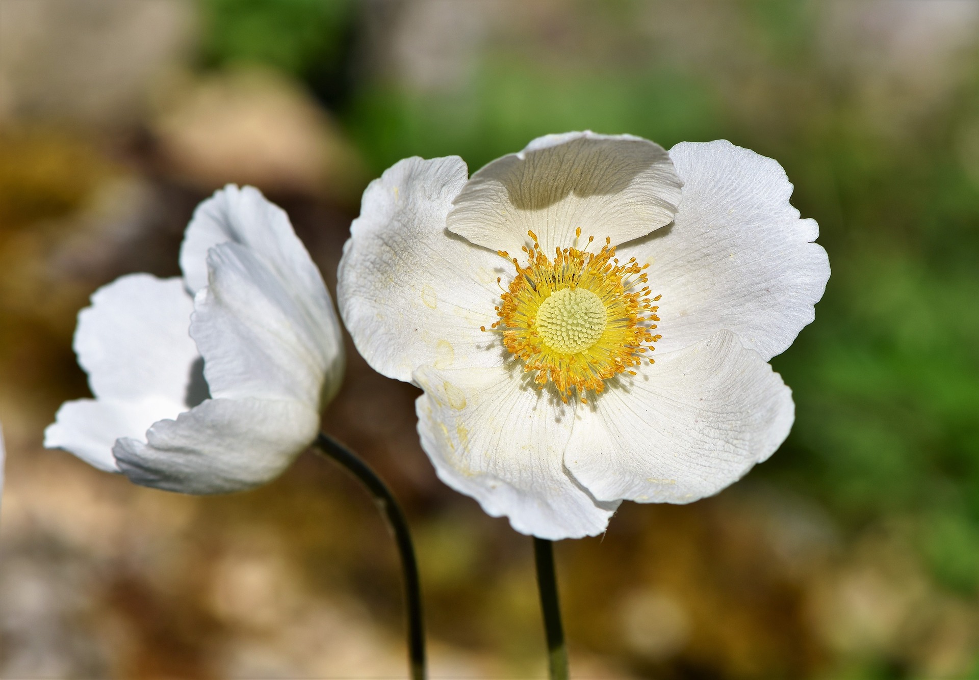 anemone-3431250_1920.jpg