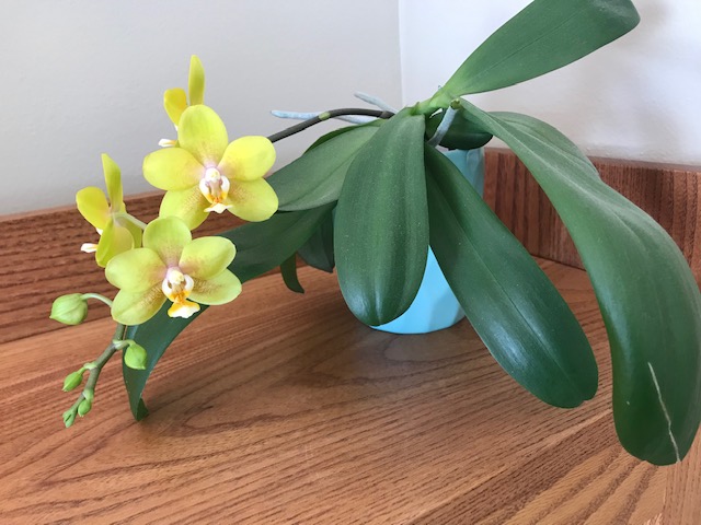 Silent Sunday: Colorful March Blooming&nbsp;Houseplants