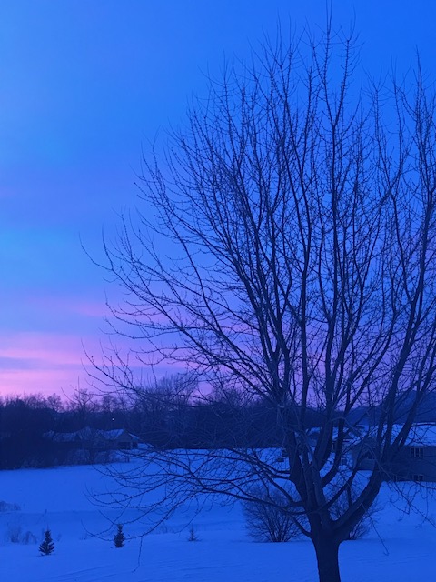 Silent Sunday: Trees in Winter as seen on a Road&nbsp;Trip