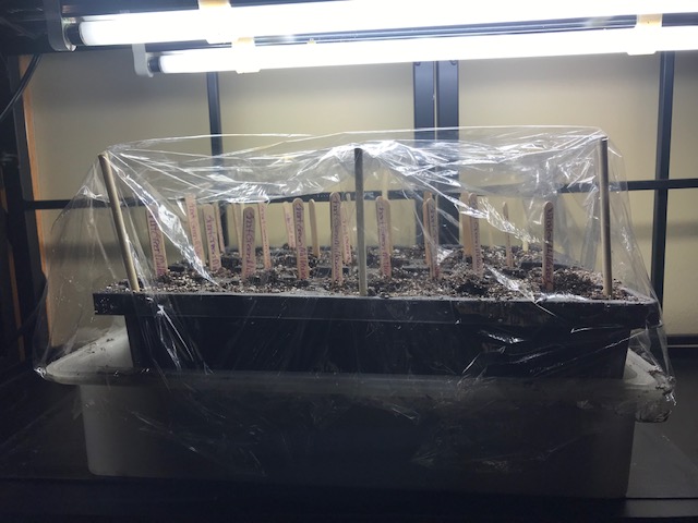 Seed Starting: It’s that time of&nbsp;year.