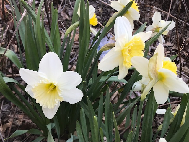 Silent Sunday: Spring&nbsp;Flowers