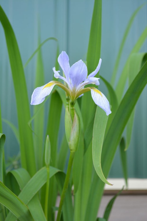 iris2015.jpg