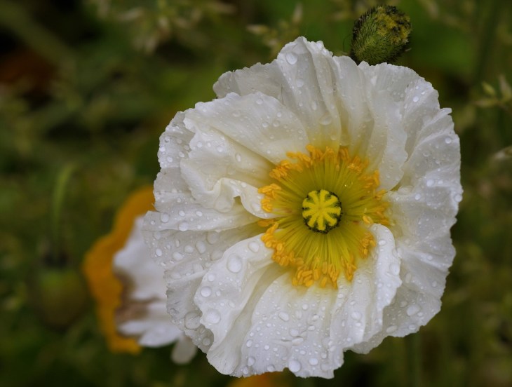 poppy-flower-1396914_1920.jpg