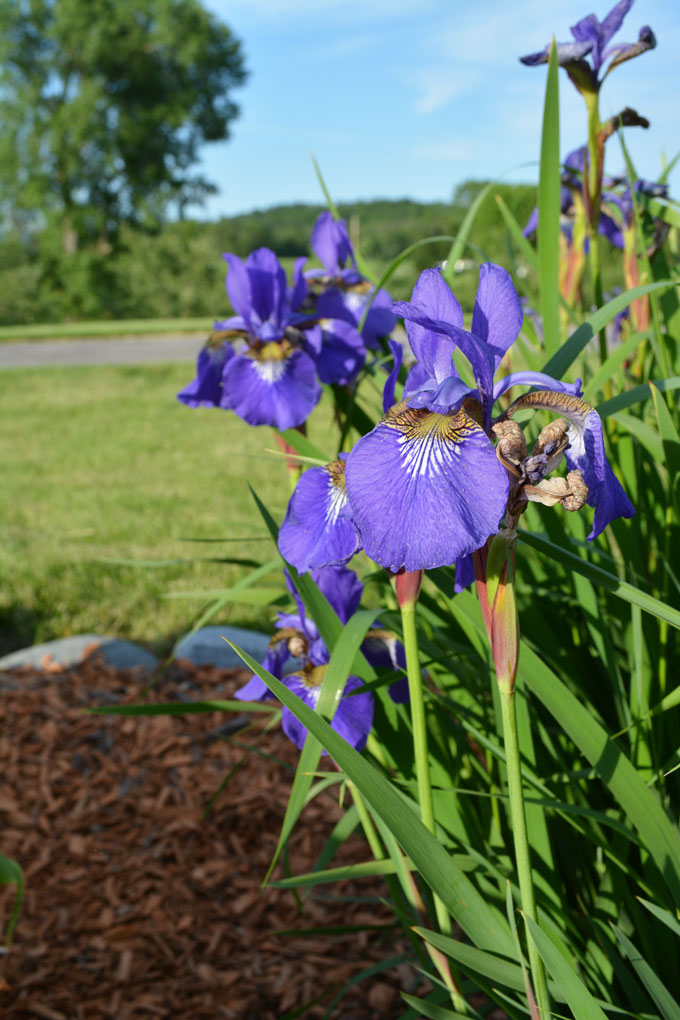 siberianirisjune15
