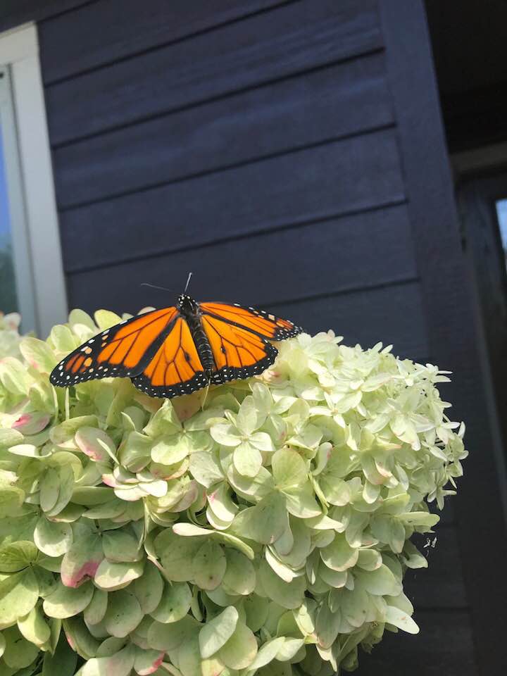 42100926_1838537946184164_7433081482920329216_n