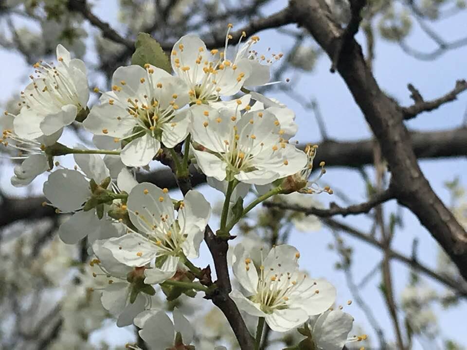 60129221_2188041521233803_7064134931676397568_n