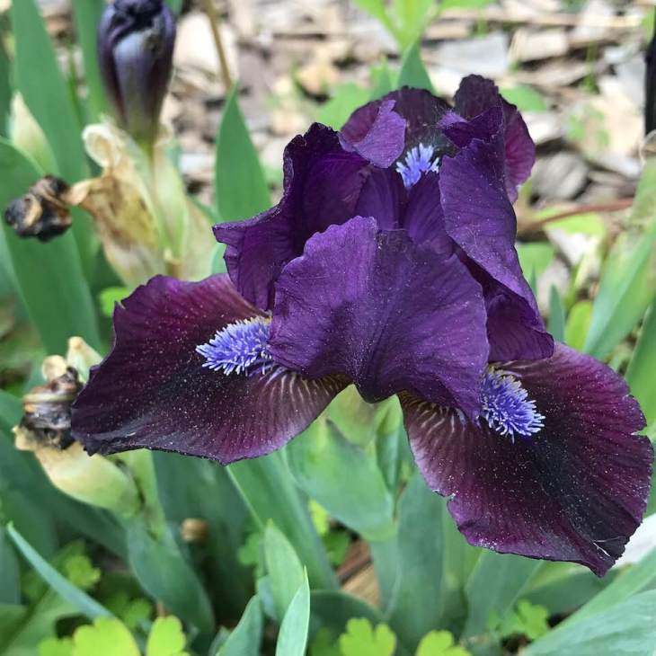 60960525_2206007729437182_6396354550365683712_n