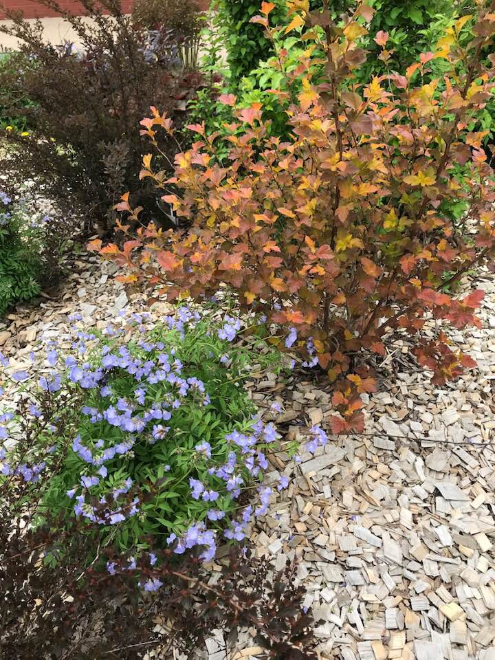 61104768_2206007889437166_8401609845257535488_n