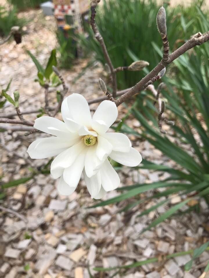 61219110_2206007919437163_1907930434021359616_n