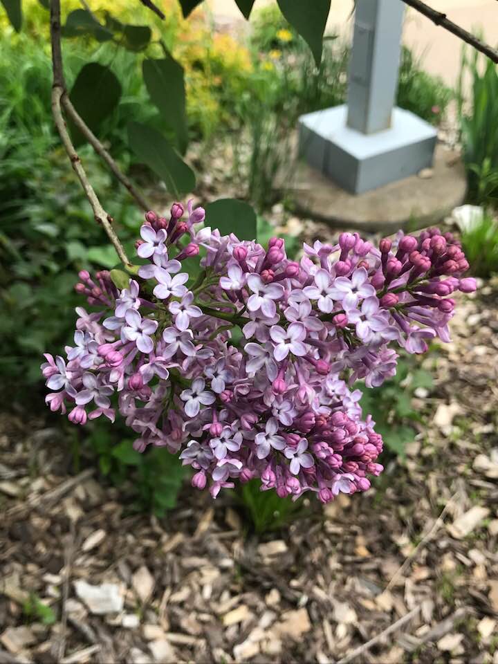 61469869_2206007826103839_6575100442001276928_n