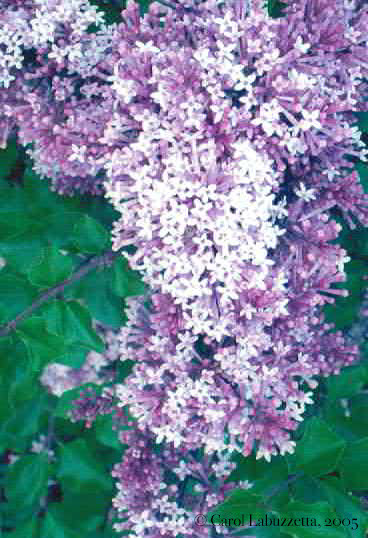 Lilacs
