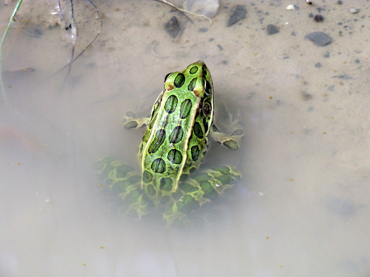 frog-647770_1280