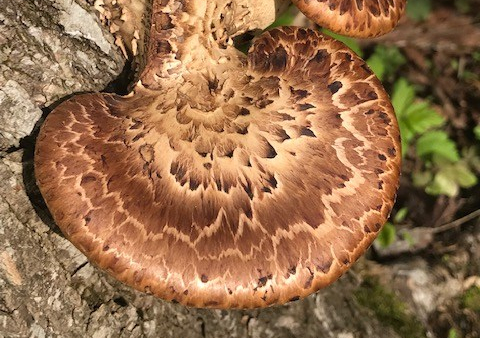 Woodland Plants In&nbsp;Wisconsin