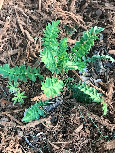 All it Took was a Couple of Warm&nbsp;Days!