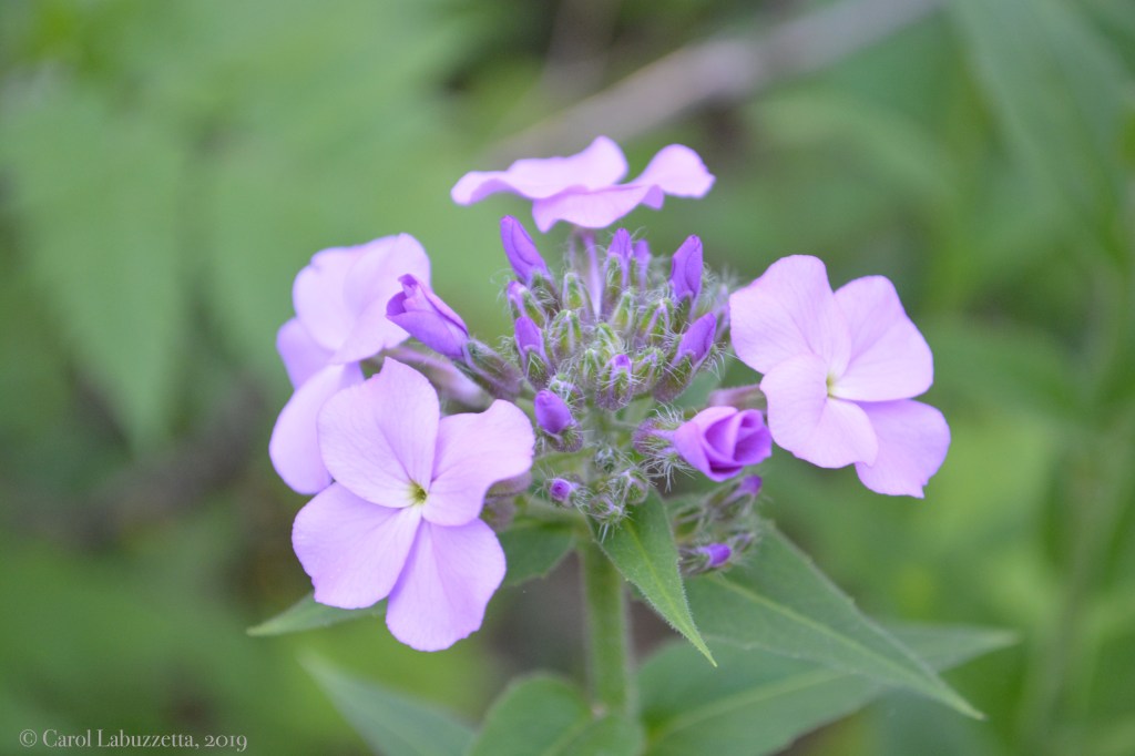 Silent Sunday: Sneaking in Some&nbsp;Flowers