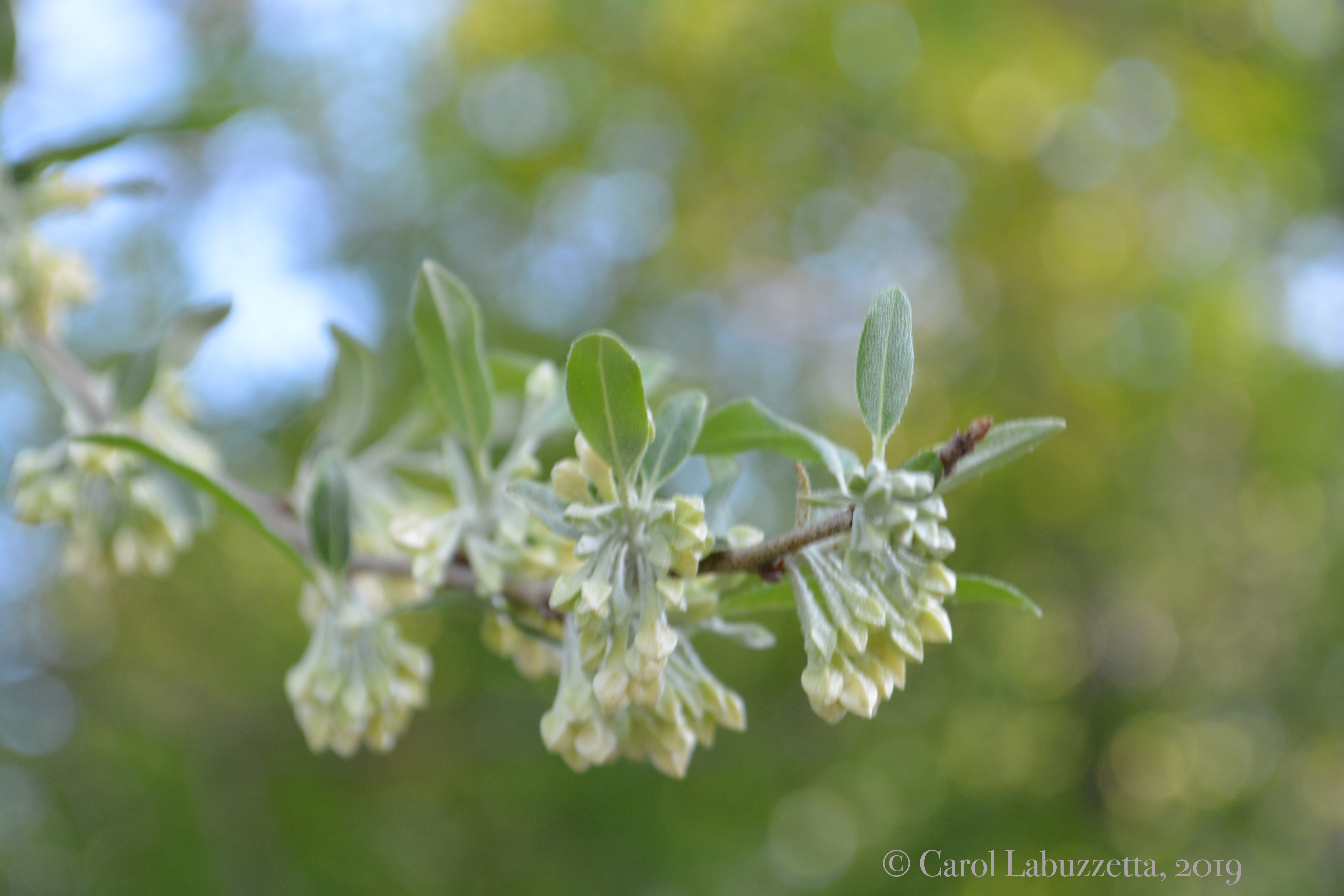 LaCrosseBlufflands519.0248