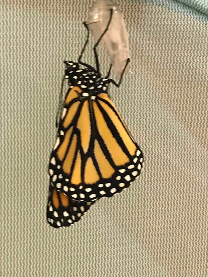 42102937_1838538006184158_7456470783892652032_n