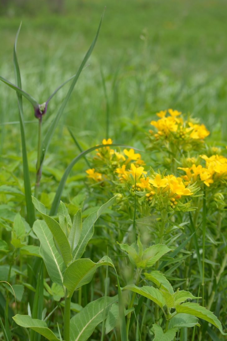 61814647_2224192290952059_4351532595108904960_o