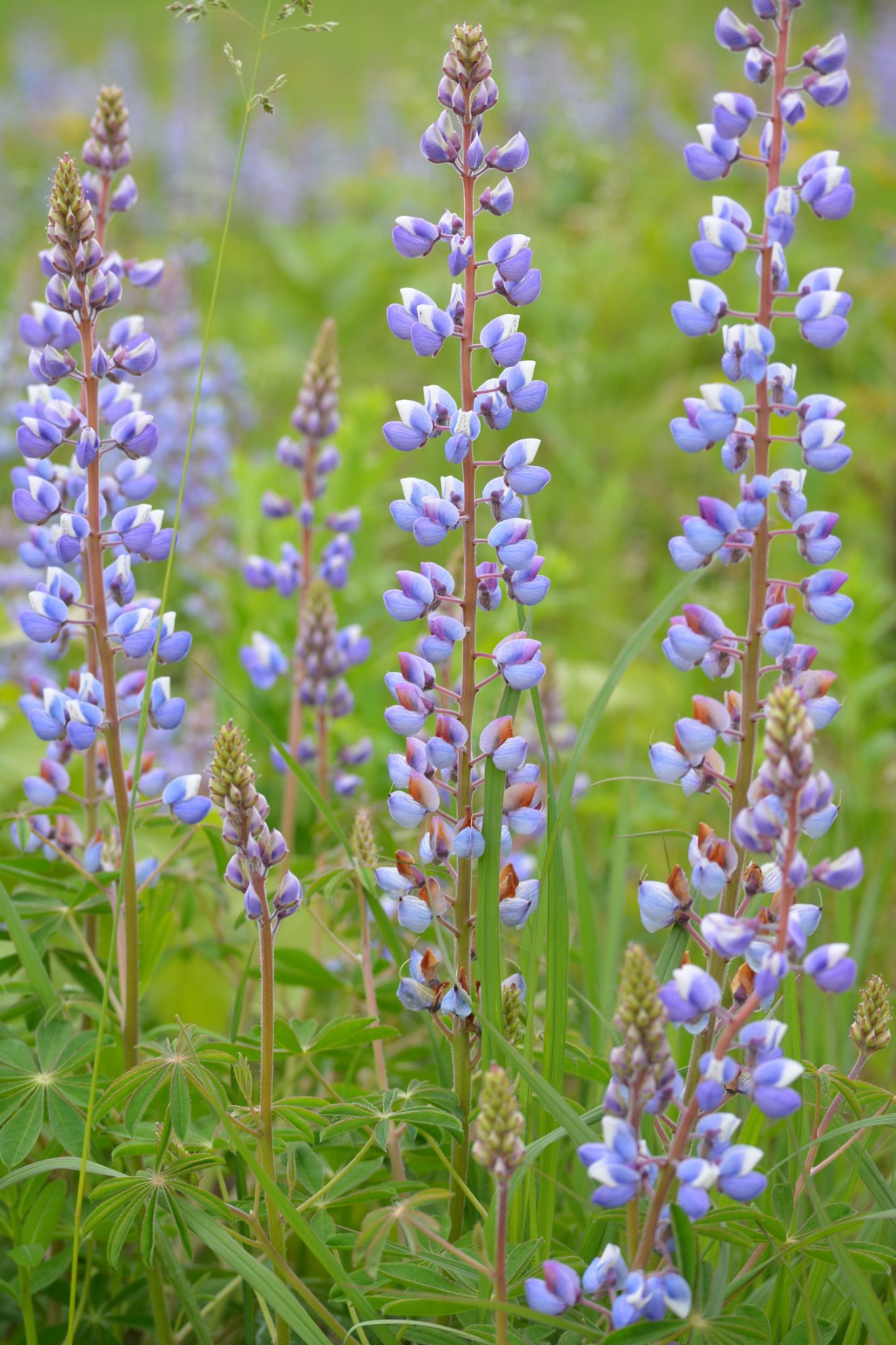 62450077_2224192074285414_5354153072106930176_o