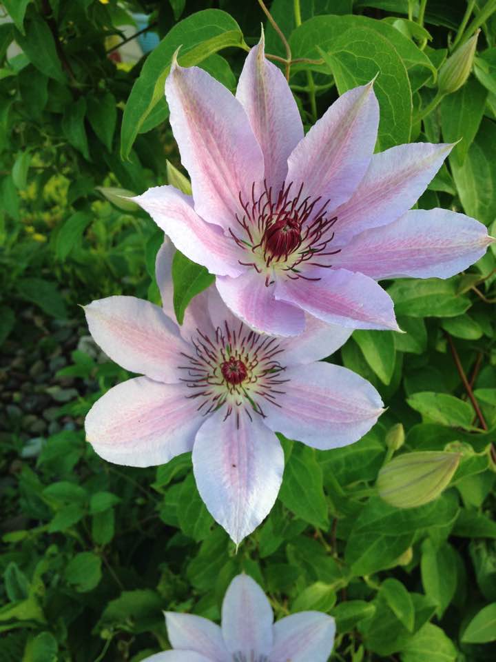 front clematis