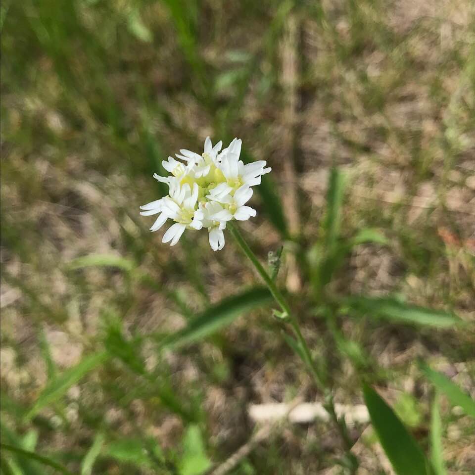 ???Hoary Alyssum??? 2019 HSP CLabuzzetta