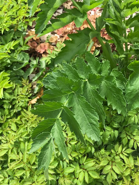 Dangers of Gardening….Wild Parsnip!