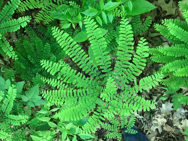 Poetry Friday: I Should Be…..