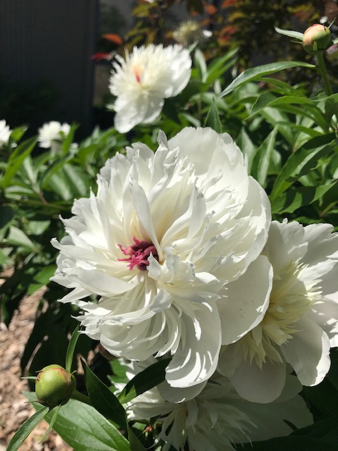 Silent Sunday: Peaceful&nbsp;Peonies