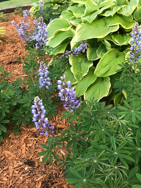 English: Our Weird Language Strikes Again, as I Poke Fun at&nbsp;Myself!