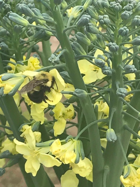 Wordless Wednesday: Around My&nbsp;Yard