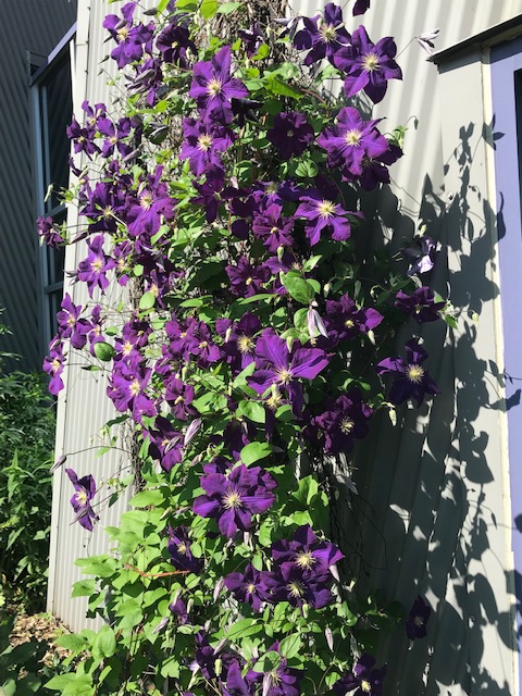 Poetry Friday: Colored&nbsp;Haiku