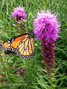 Monarch Butterfly on Liatris