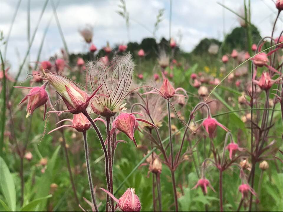 Prairie Smoke, HSP 2019, CLabuzzetta