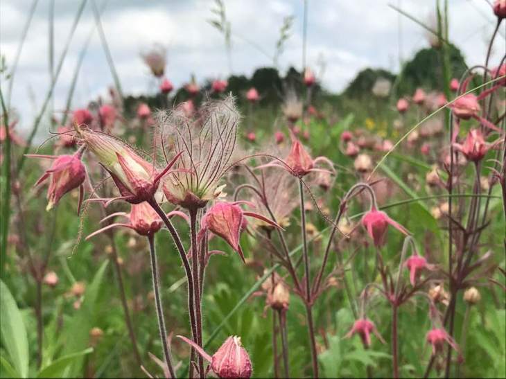 Prairie Smoke, HSP 2019, CLabuzzetta