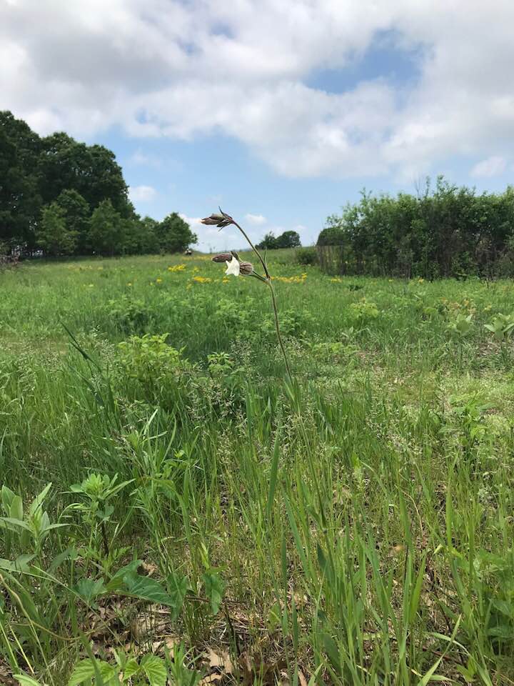 Prairie View of HSP 2019, CLabuzzetta 2019.