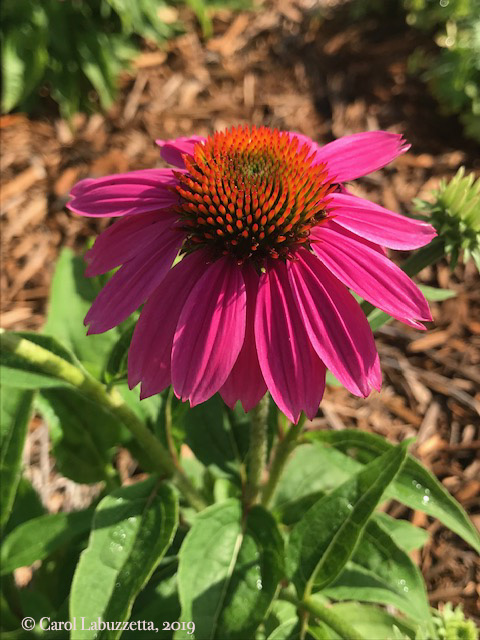 ConeflowerCheyenneSpirit5820