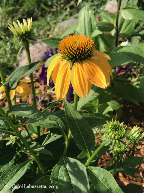 ConeflowerCultivar5835